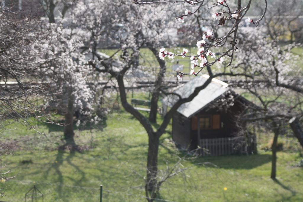 Donauwirt - Hotel Garni 레헨스테이너와차우 외부 사진